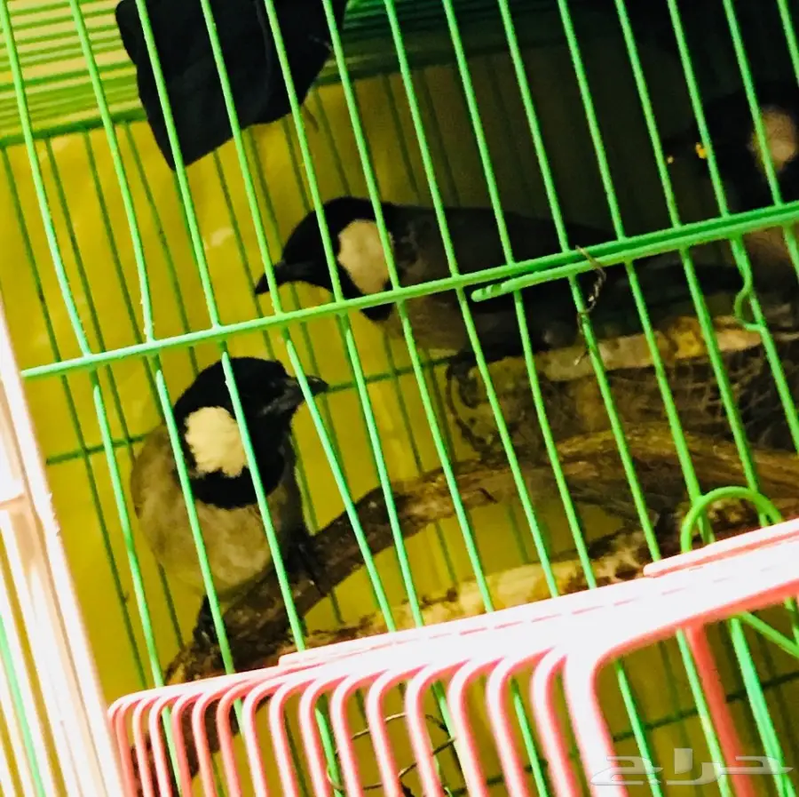 الحق العرض فقط 24 ساعه ( واقبل بدل ) (image 1)