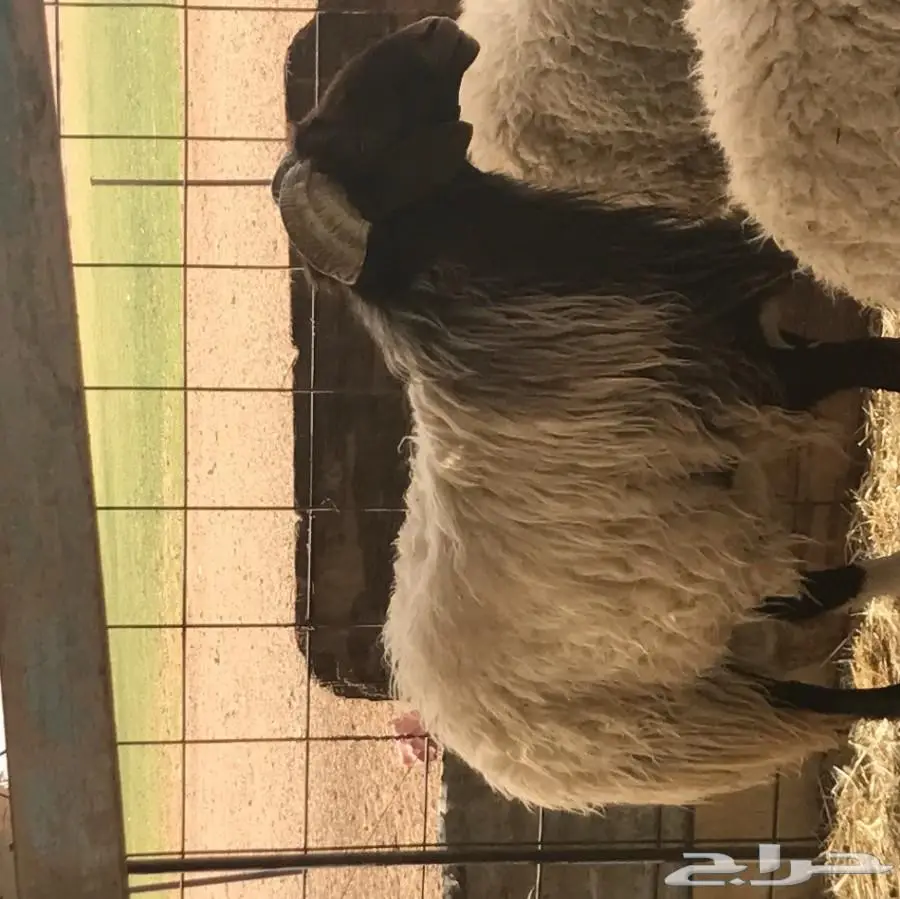 خروف فحل نعيمي  (image 8)