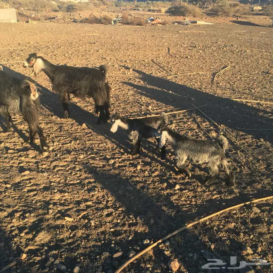 معزا خلفات 4 معها 6 وحده منها معها 3 