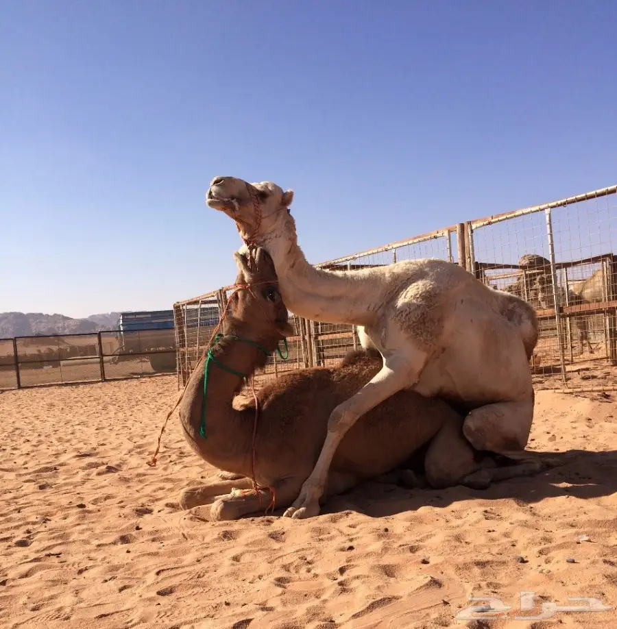 بكرة عمانية محلية  (image 2)