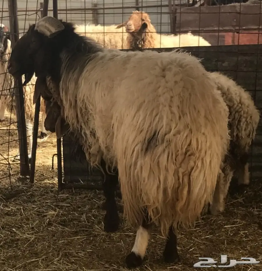 خروف فحل نعيمي  (image 3)