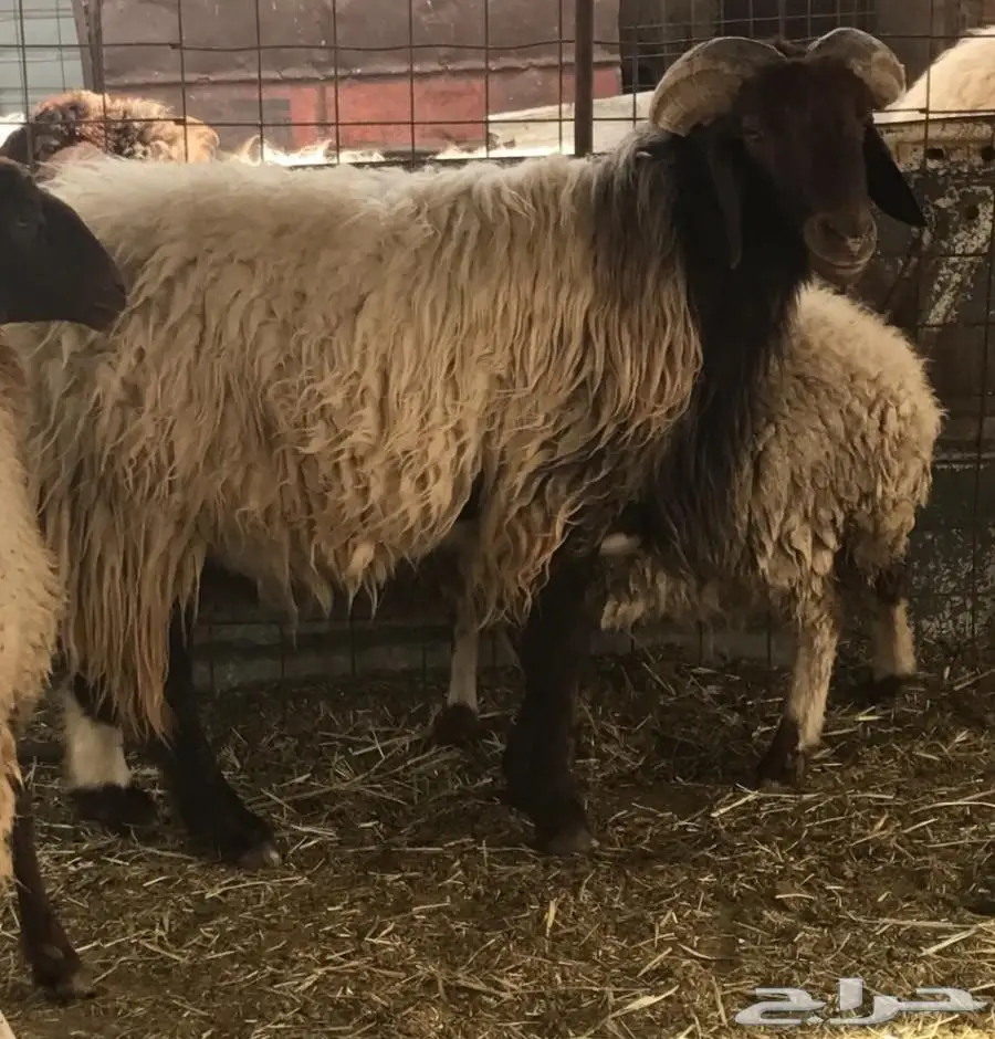 خروف فحل نعيمي  (image 2)