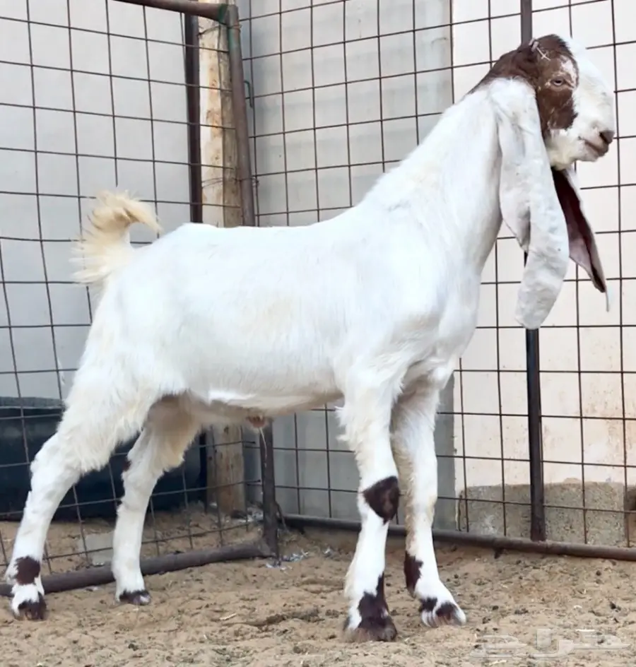 مشروع فحل كايف على عز  (image 6)