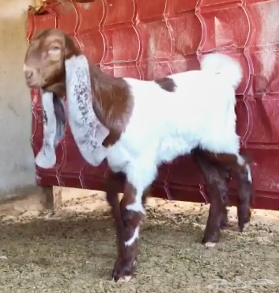 مشروع فحل على رمز (image 2)