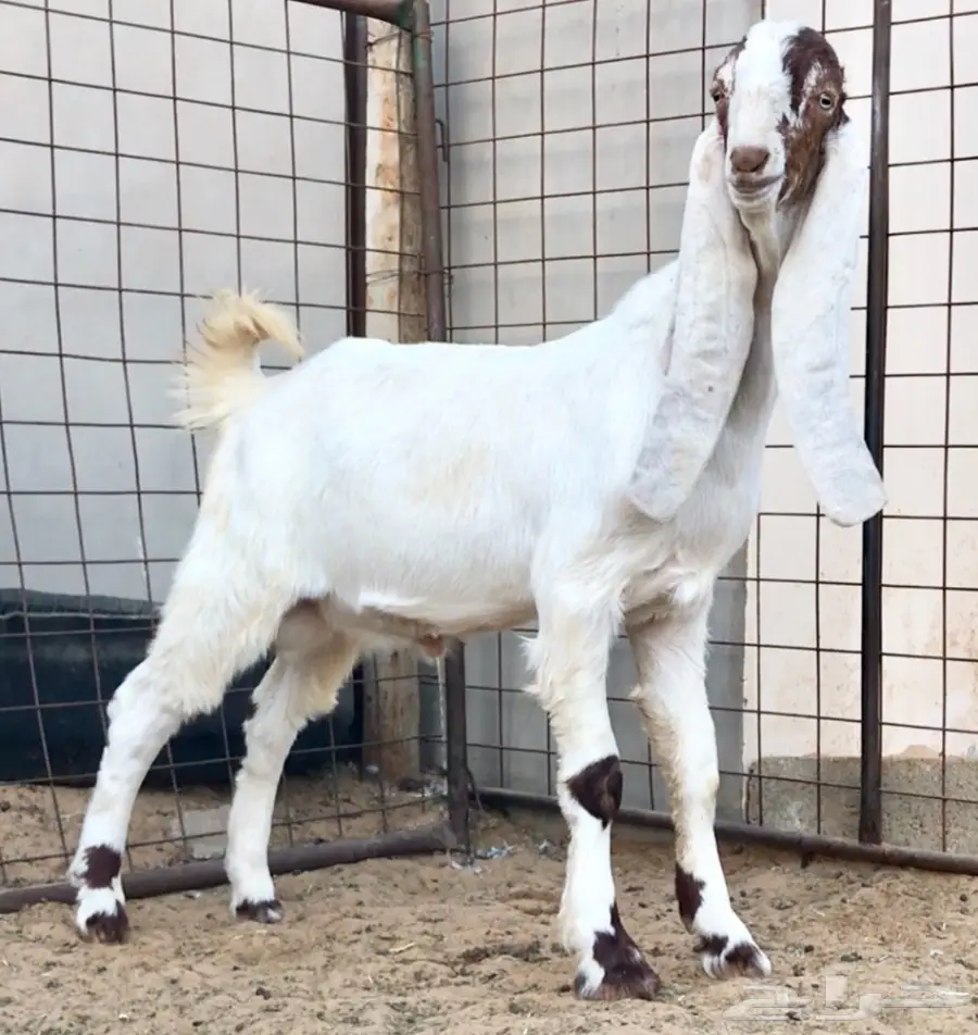 مشروع فحل كايف على عز  (image 4)