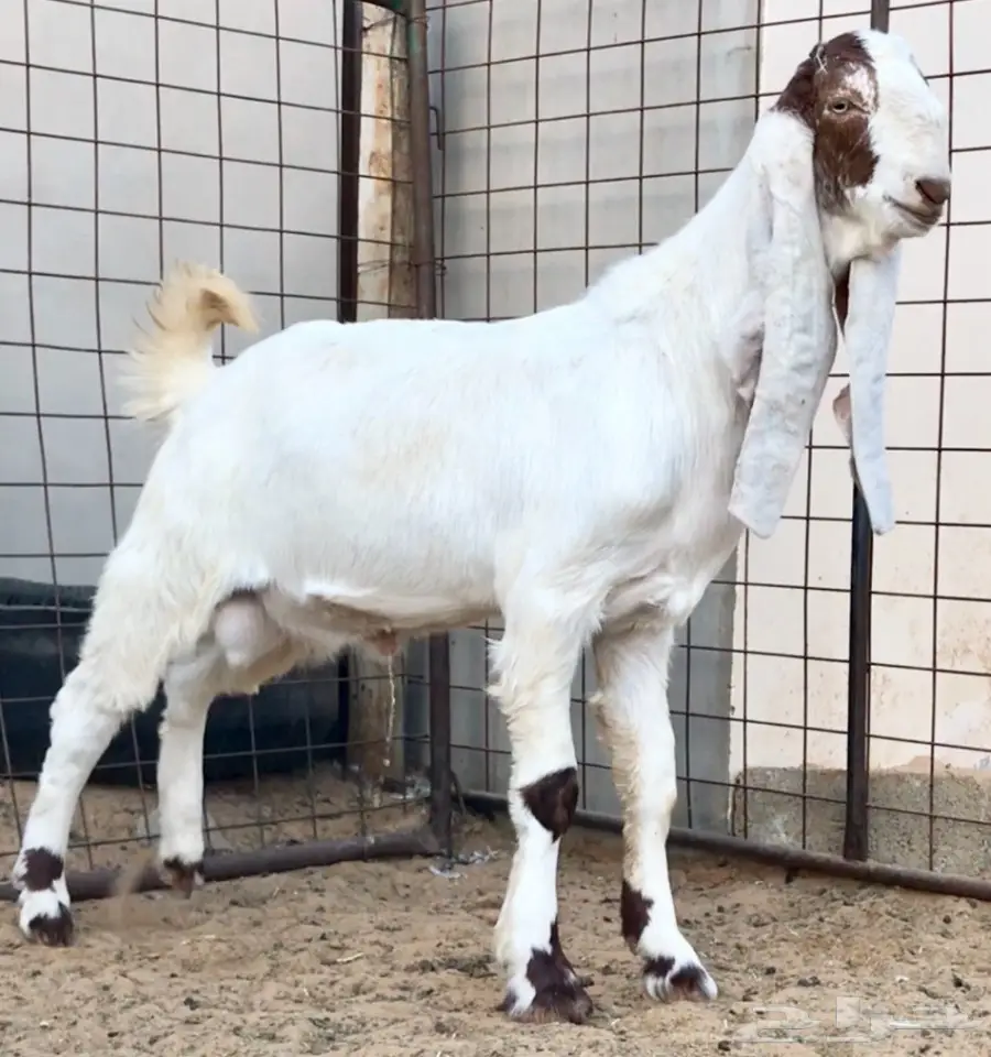 مشروع فحل كايف على عز  (image 2)