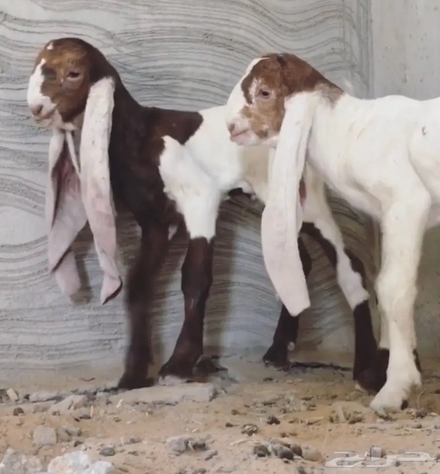 مشروع فحل كايف على عز  (image 9)