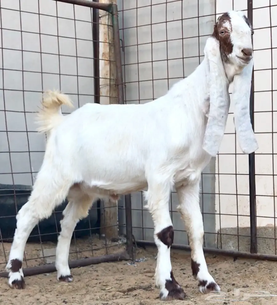 مشروع فحل كايف على عز  (image 5)