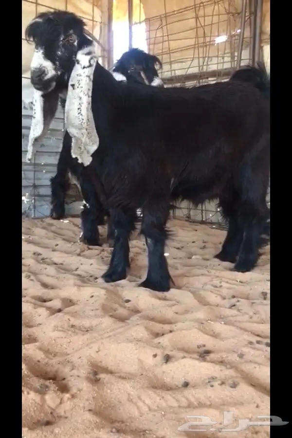 حائل - بنت الهايل ولد البارز