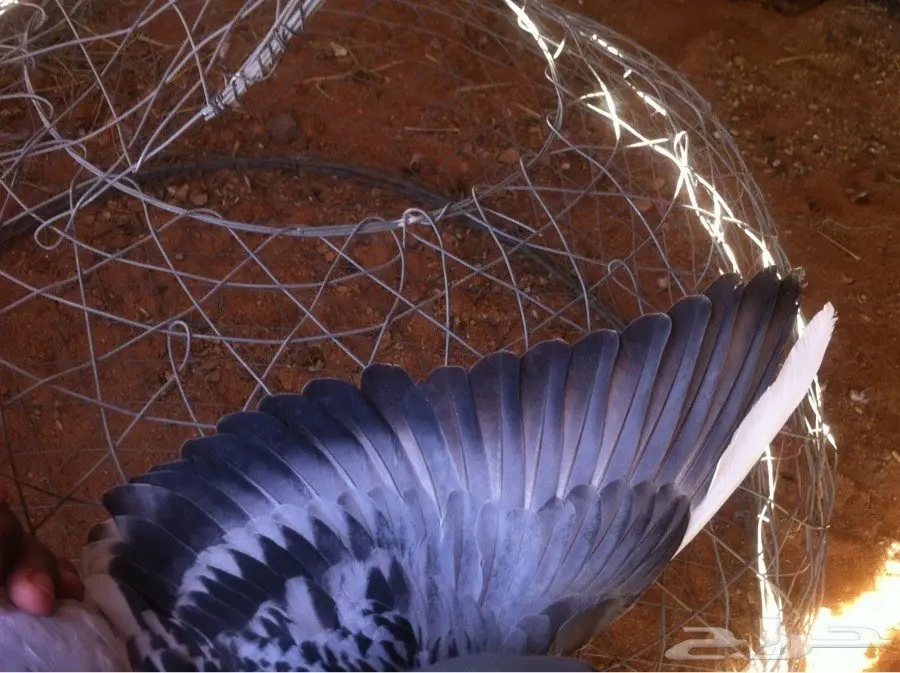 زاجل بصحة ممتازة - فرصة لا تُفوّت! (image 2)