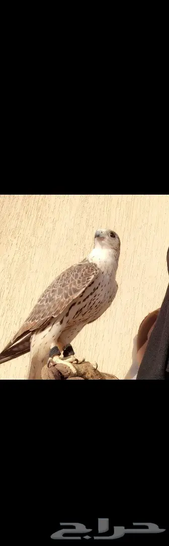 طير حر  (image 3)