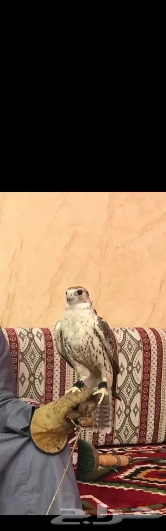 طير حر  (image 4)