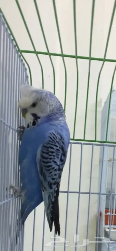  بادجي الذكر كرست و الانثى انجليزي البينو (image 1)