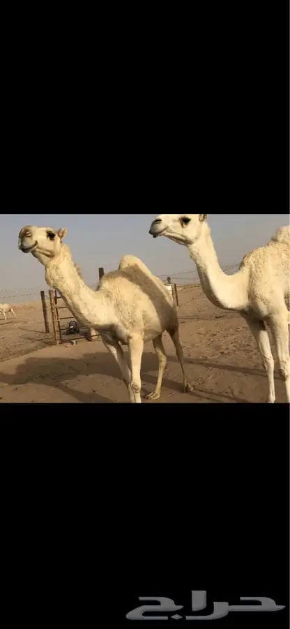 حرض - جذعتين وضح لقاح (image 2)