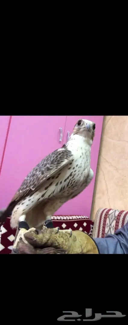 طير حر  (image 5)