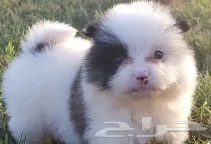 كلب بومرينيان