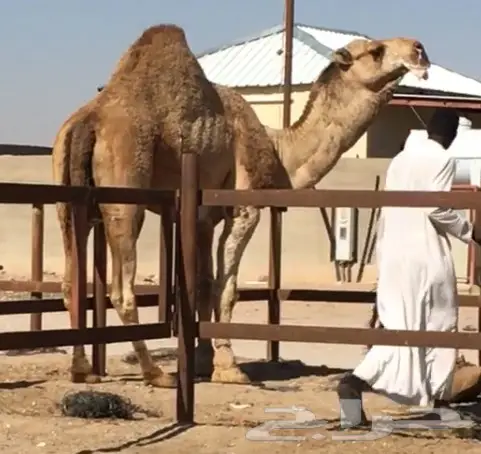 بعير كفو ساسه رماني (image 2)