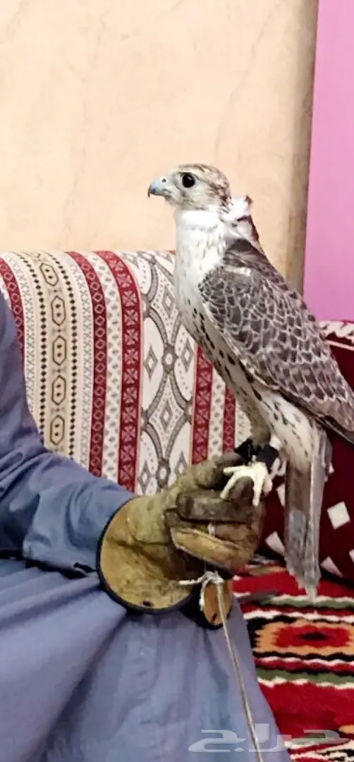 طير حر  (image 6)