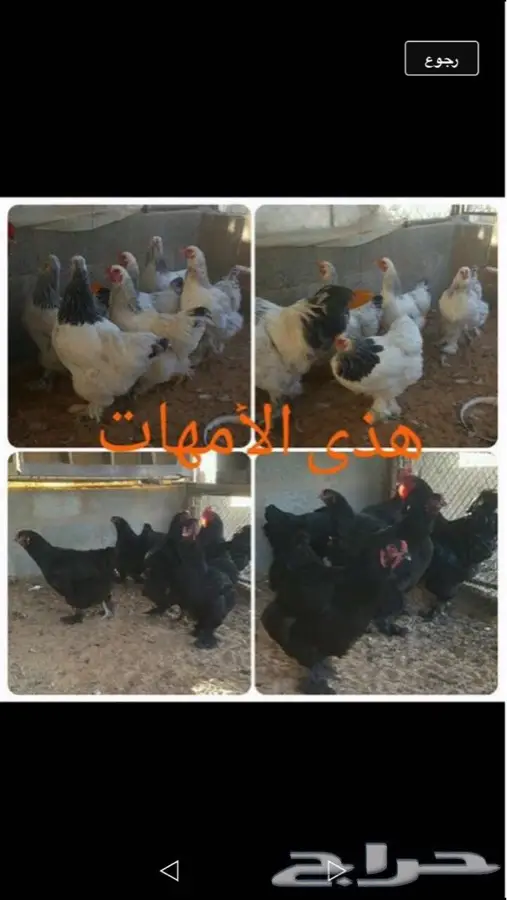 صوص برهما (image 9)
