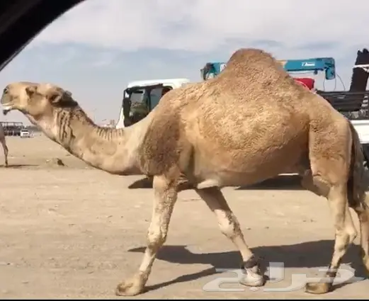 بعير كفو ساسه رماني (image 1)