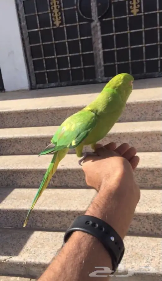 أنثى دره  (image 8)