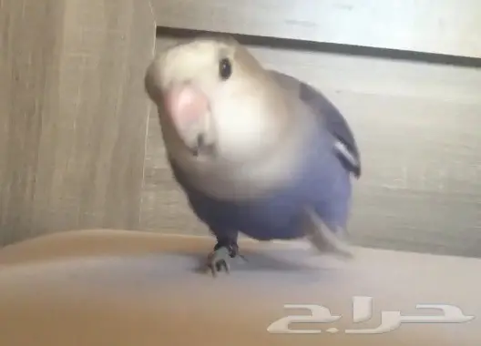 روز اليف جدا راجع اعلاني السابق