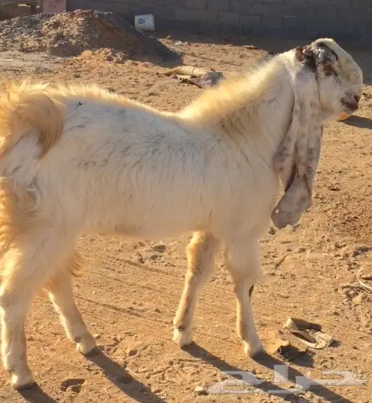 هولندي خصم الخصم  (image 3)