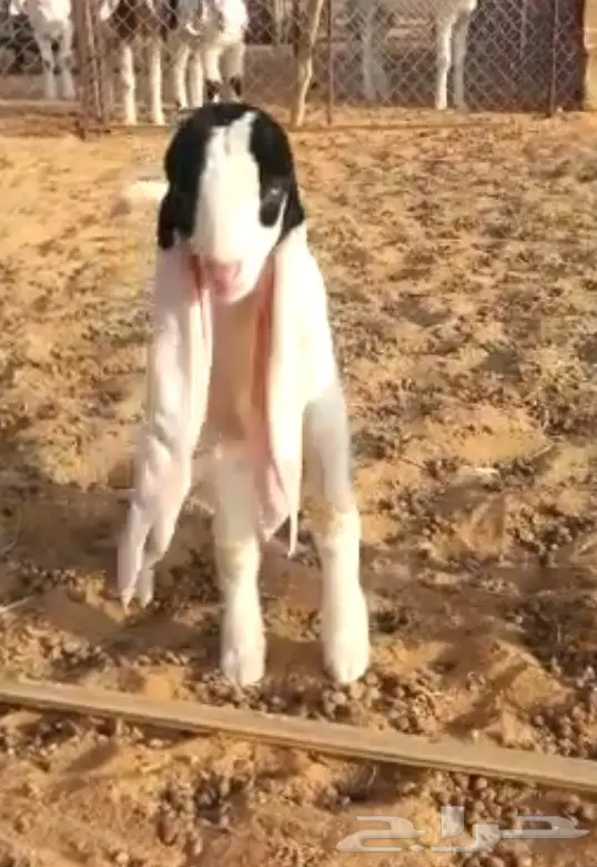 عنز هولنديه  (image 3)