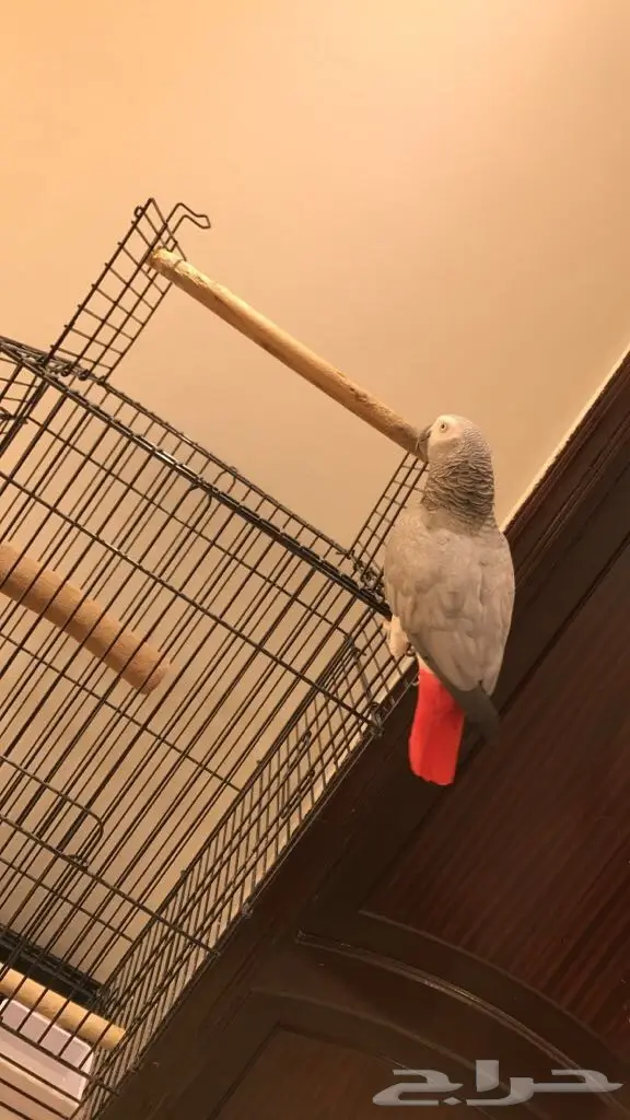 ببغاء نيجيري متكلم - فرصة ذهبية! (image 3)