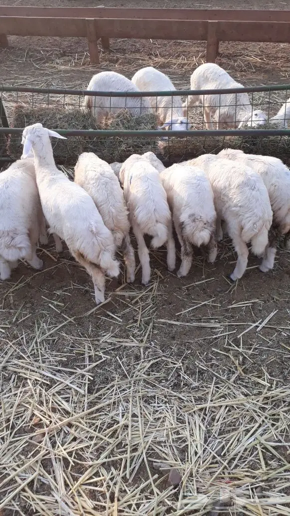 رخال ذبائح حريات تفريد من 380 ريال  (image 2)