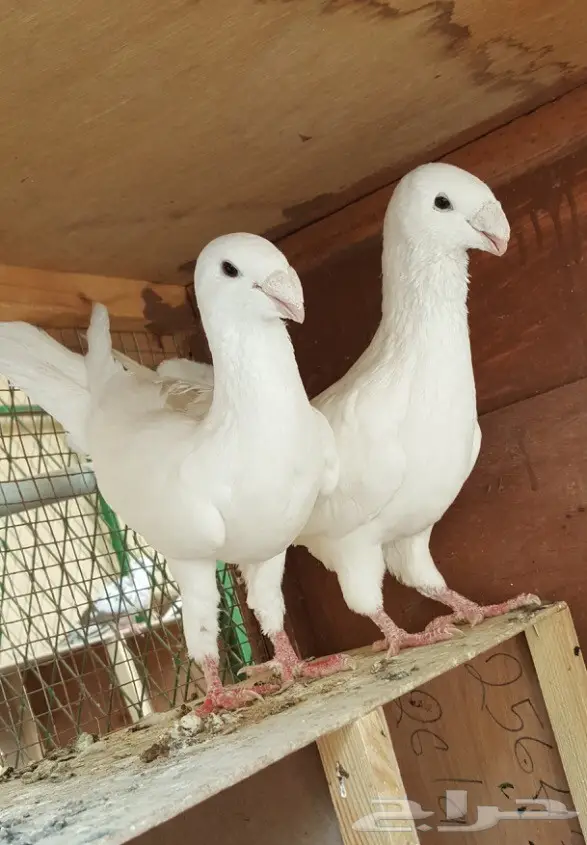 جوز هومر للبيع 