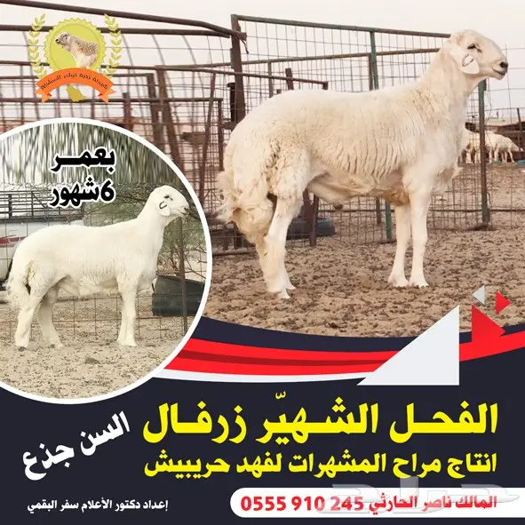 تصميم إعلانات احترافي عن بعد - سريع و فعال! (image 53)