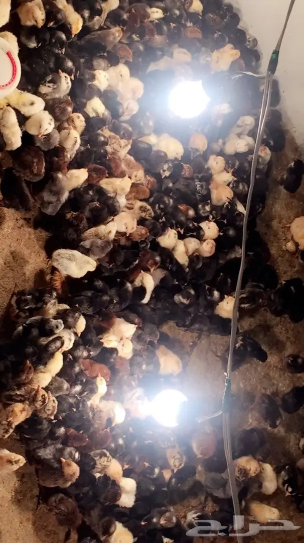 صوص بلدي للبيع