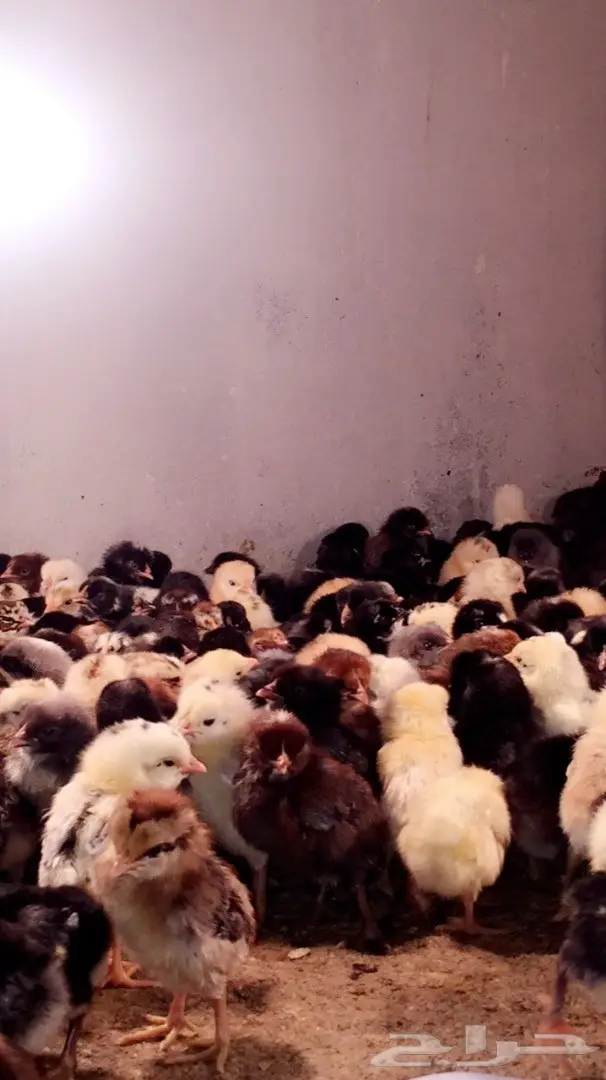 صوص بلدي للبيع (image 1)