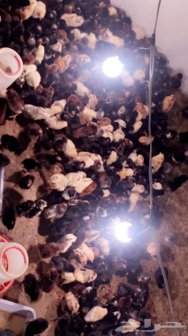 صوص بلدي للبيع (image 2)