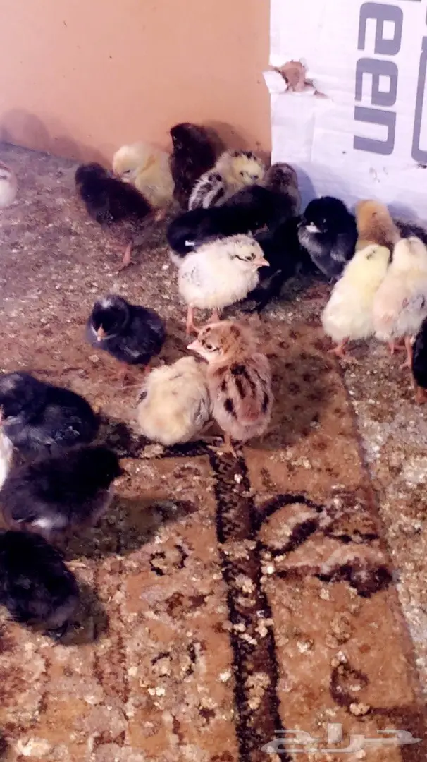 صوص بلدي للبيع (image 3)