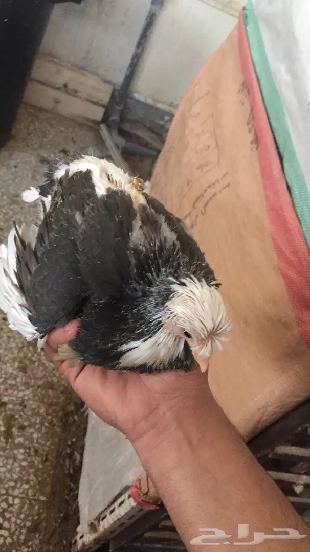 زوج بخاره ب انتاجه  (image 6)