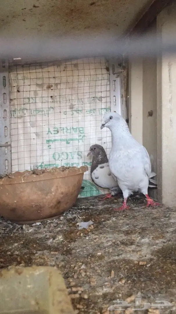 زوج بخاره ب انتاجه  (image 8)