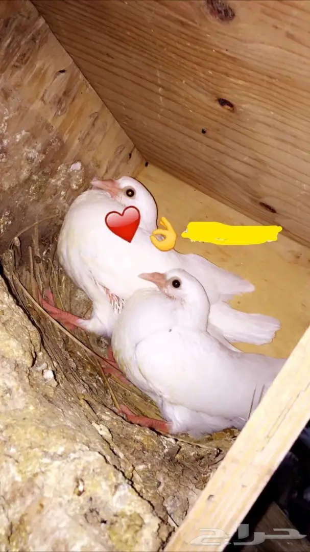 بسابيس لحم وزاجل - طعم لا يقاوم! (أو الخرج) (image 3)