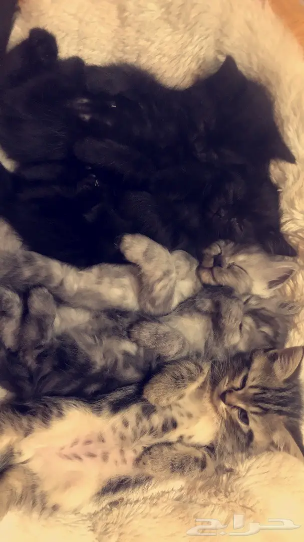 بجدة قطط هجين بين برتش وشيرازي 