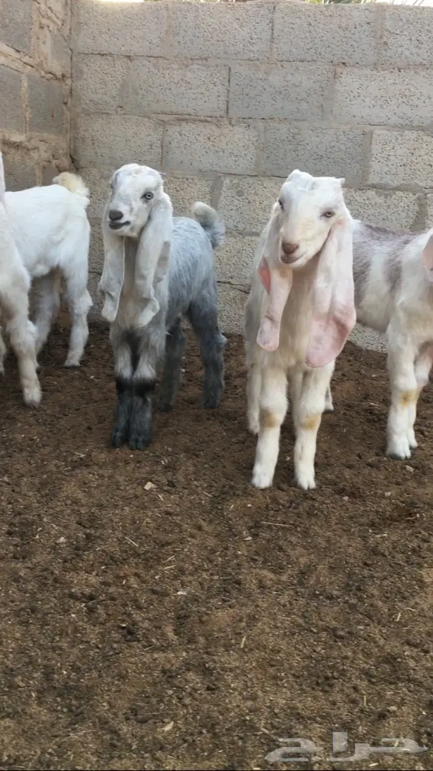 5تيوس لبانيه وفيها مستقبل فحول