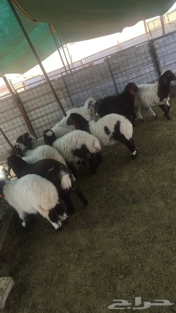 ابو جهاد للذبائح والتوصيل مجانا داخل بريدة