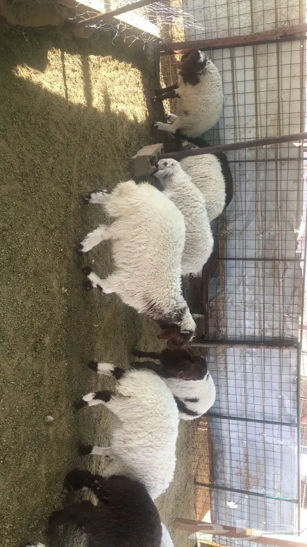 ابو جهاد للذبائح والتوصيل مجانا داخل بريدة (image 1)