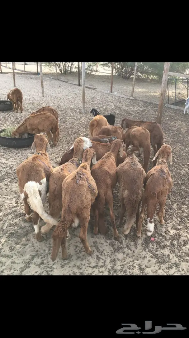 ذبايح حري وسواكني مع التوصيل 