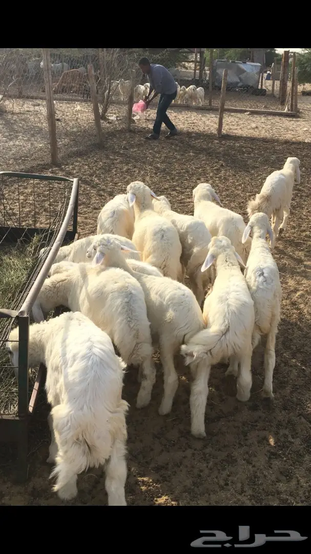 ذبايح حري وسواكني مع التوصيل  (image 4)