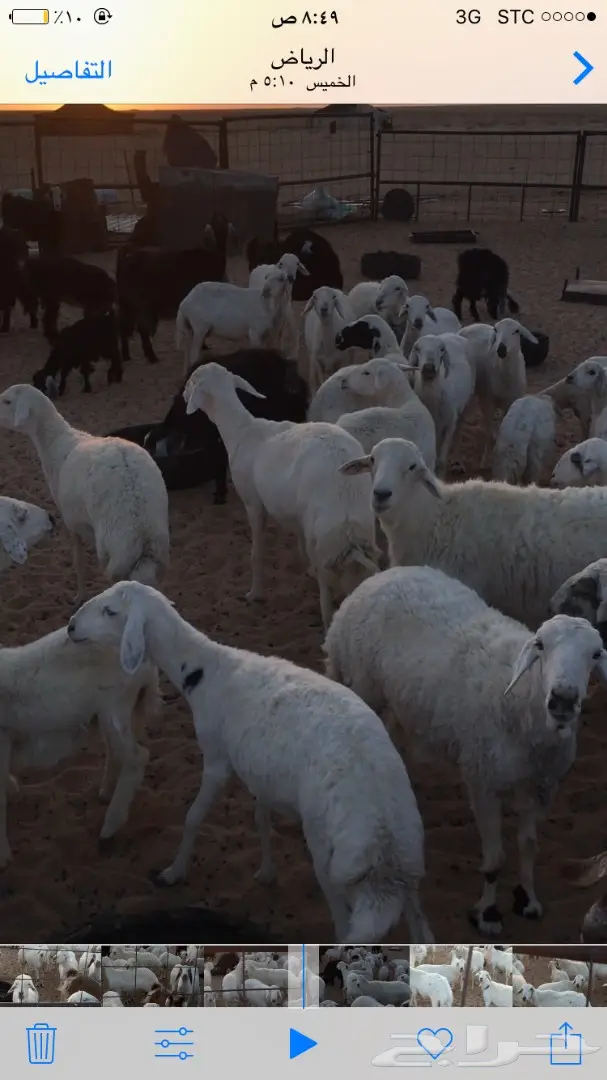 50 رأس للبدل في سيارة .