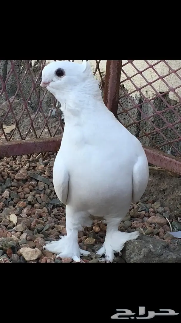 ذكر ستنايت  (image 1)