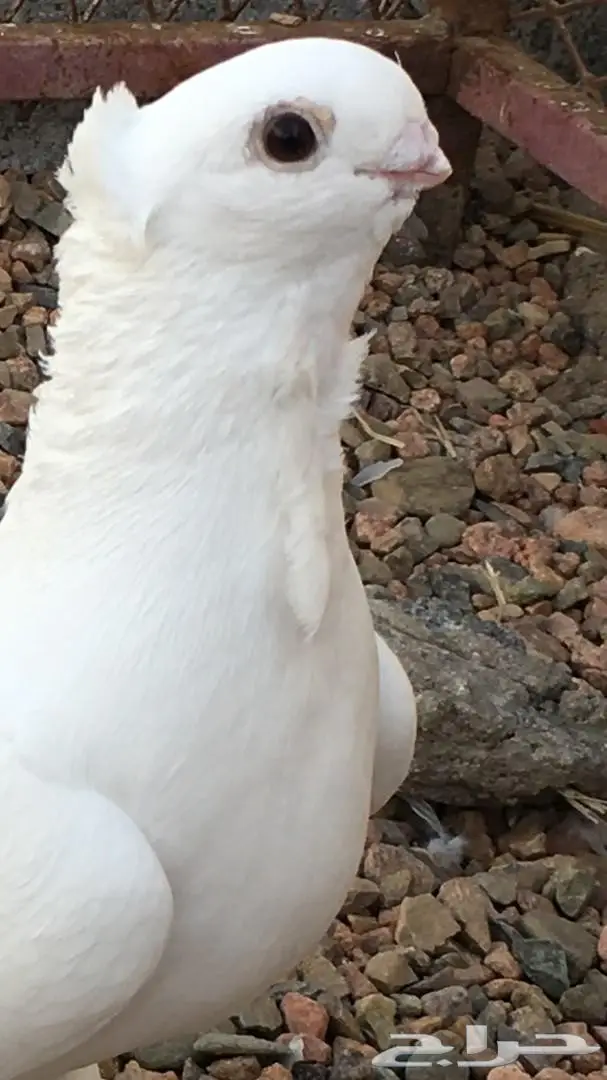 ذكر ستنايت  (image 3)