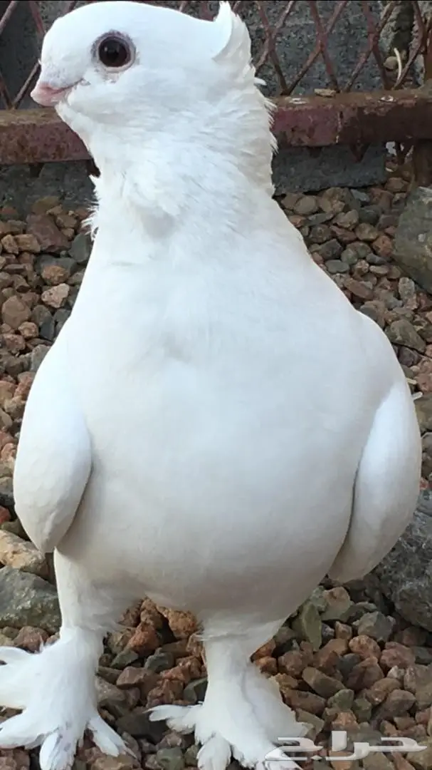 ذكر ستنايت  (image 4)