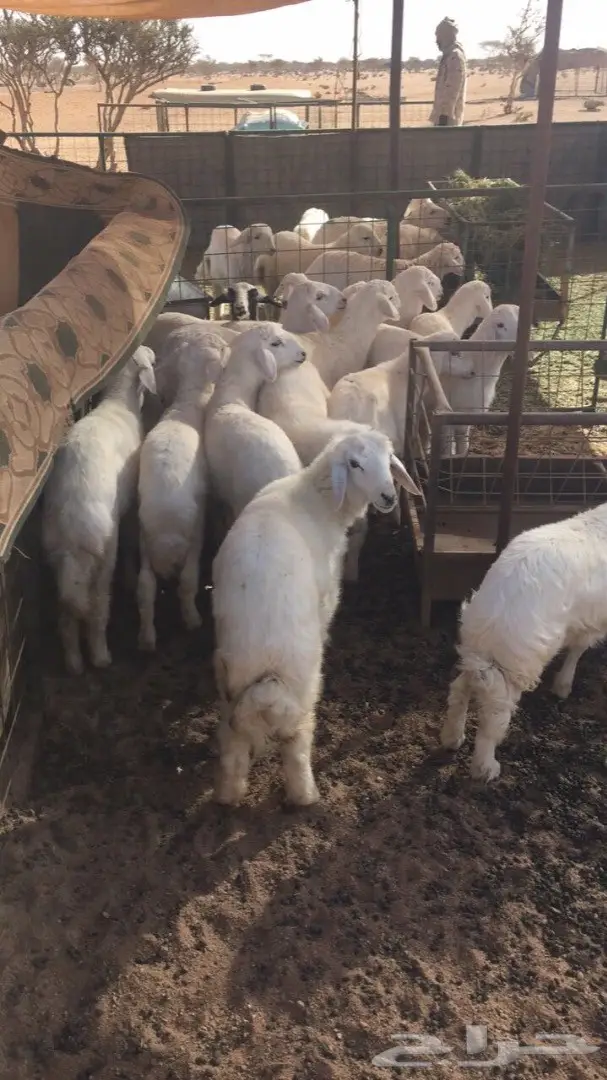 قطط طليانية رائعة - فرصة لا تعوض! (image 1)